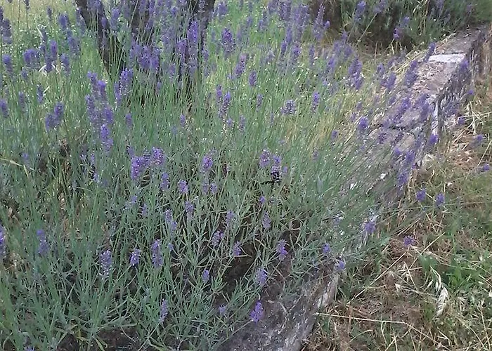 Francesca Rignano sullʼArno