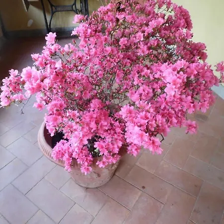 Tatil Evi Francesca Rignano sullʼArno